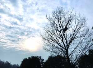 江苏气温回升情人节最高温18℃ 除夕预计小雨相伴