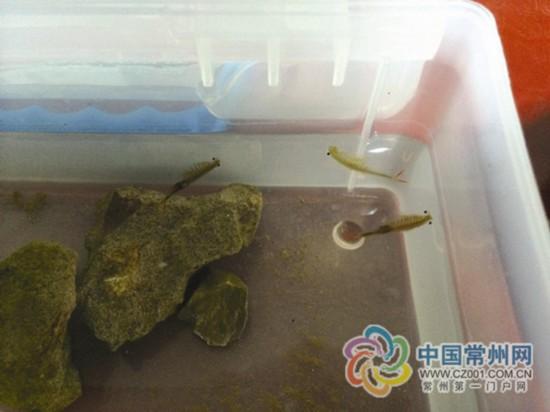 常州惊现仰泳虾 系恐龙活化石仙女虾