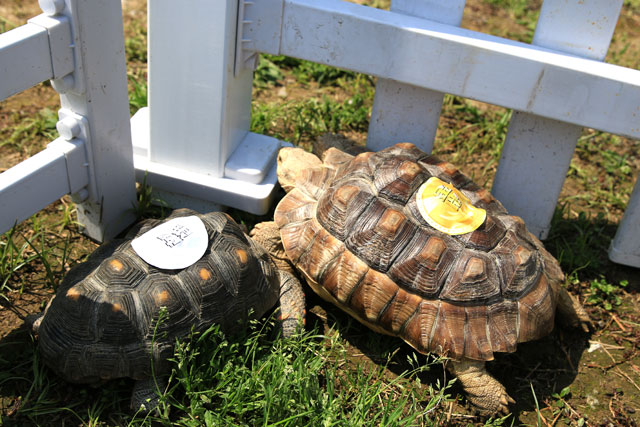 奔跑吧 Animal!常州淹城动物园上演现实版龟兔