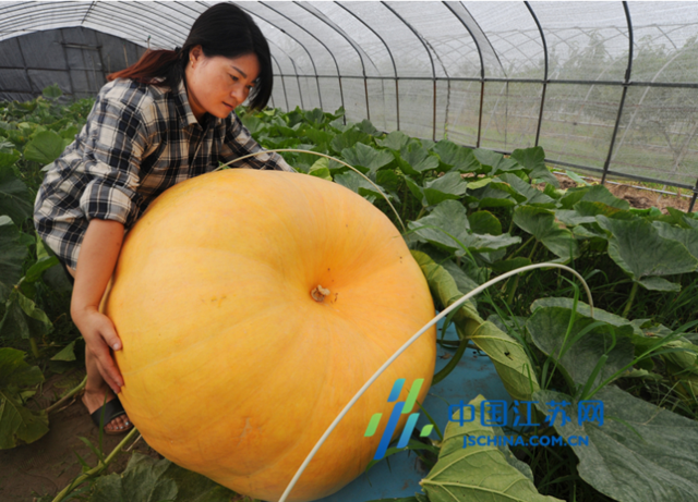 太仓一公司引进太空南瓜 一个月长出260斤