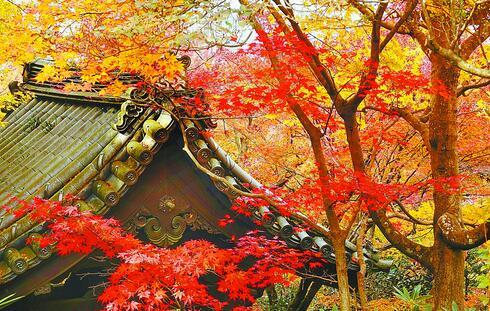 京都体验"红叶狩":远眺古寺燃焰 近观碧池染红图片
