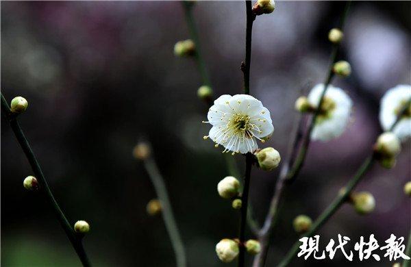 南京东郊梅花盛放 穿越层层梅林来相遇