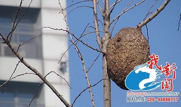 硕大马蜂窝盘踞树枝头 “定时炸弹”引居民害怕 硕大马蜂窝盘踞树枝头 “定时炸弹”引居民害怕