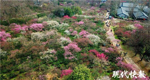 南京东郊梅花盛放 穿越层层梅林来相遇