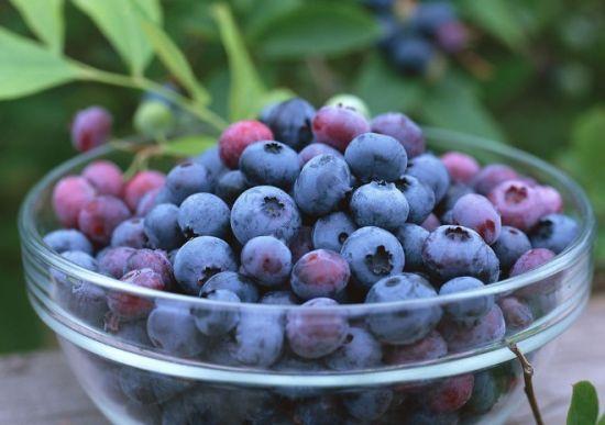 新鲜蓝莓怎么保存最好?
