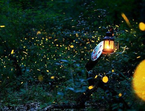萤火虫节方案 107039528.jpg