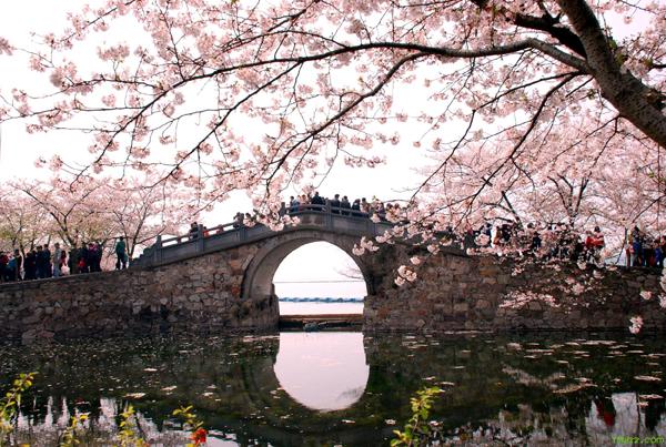 太湖鼋头渚国际樱花节开幕 首现"夜樱"奇景_地方站_腾讯网