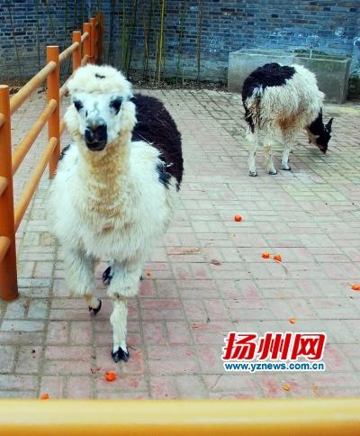 羊驼或成“凶器” 饲养员称其生气时会吐口水