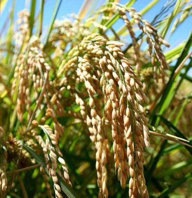 苏州近日以阴雨天气为主 21日有较强冷空气来