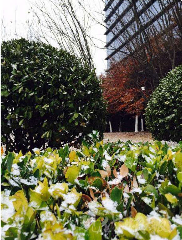 连云港徐州今晨下小雪 花果山有不少积雪