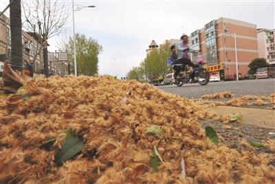 从每年3月中旬开始,南京城中梧桐树毛毛雨随风飘散,让人困扰不堪.