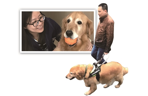 常州导盲犬陪伴主人4年没犯一次错 距主人未超过10米