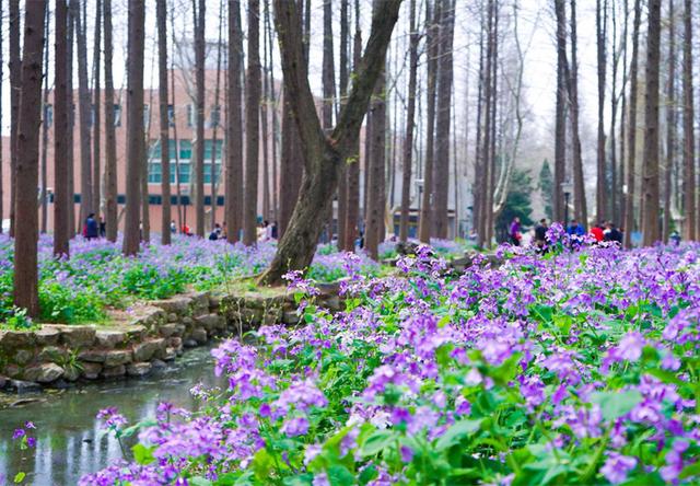 南京理工大学——二月兰