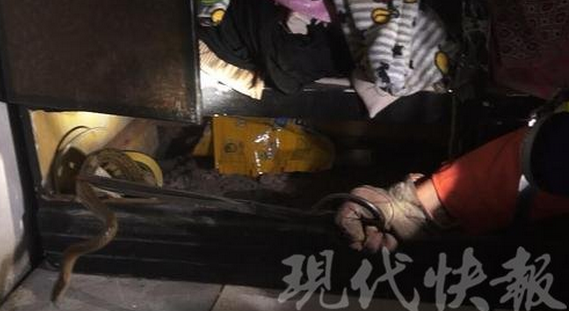 梦境解析，为何会梦见有人在我床上捉了一条又一条的大蛇？