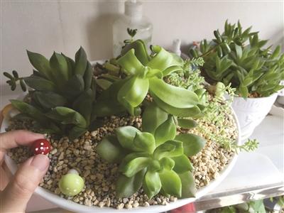 多肉植物成 绿色股票 受捧 资深迷掷数万买 肉