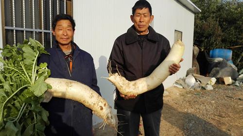 镇江一桃园挖出双胞胎大萝卜 每根重13斤