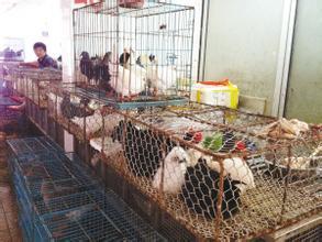 江苏新诊断1例人感染H7N9禽流感曾食用活鸽