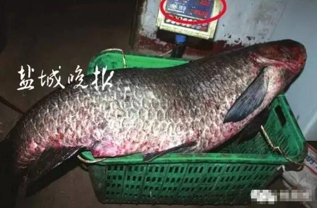 大战人鱼5变态盐城一小时钓上一条85斤视频鱼小伙玛丽乌青图片
