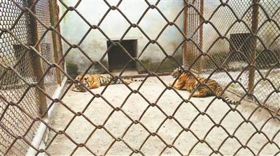 一个老虎被关在笼子里猜成语_被关在笼子里的老虎