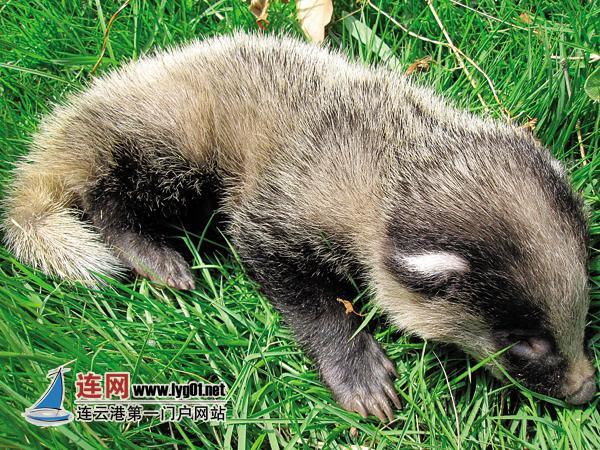 市民发现鲁迅笔下的“猹” 像鼠像猪又像狗 _地方站_腾讯网