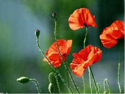 生活:家里有孩子不能养什么花?