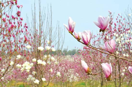 2015南京清明节踏青好去处