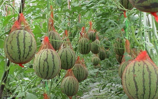 科技农业新成果 江苏人能在秋天吃上本地西瓜