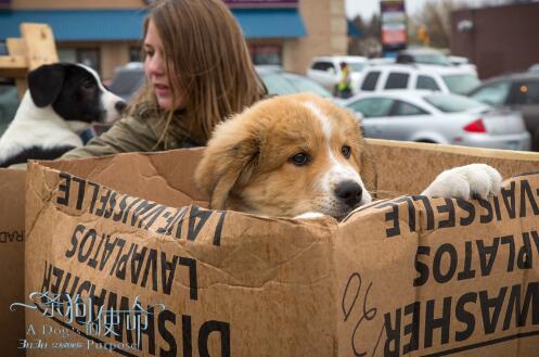 《一条狗的使命》海外被赞必看必爱必哭电影