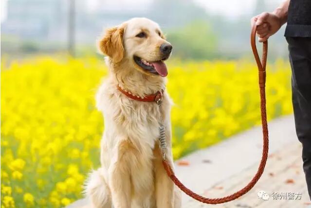 今日起违规养犬整治活动开始 出门遛狗要拴绳