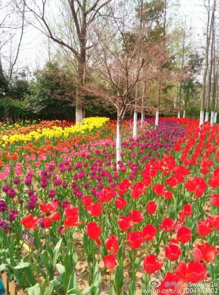 清明小长假 来南京这些地方赏郁金香