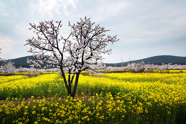 直播预告徐州铜山吕梁风景区油菜花海十里杏花村