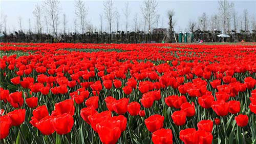 2018中国大丰第五届荷兰花海郁金香文化月盛