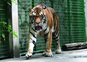 南京红山动物园再添百兽之王 3只老虎霸气亮相
