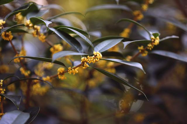 灵谷寺“金陵桂花王”桂花盛开 香气袭人