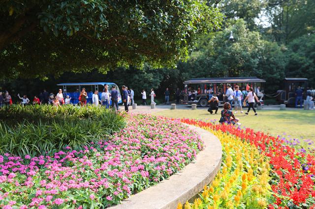 灵谷寺“金陵桂花王”桂花盛开 香气袭人