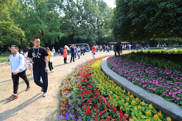 灵谷寺“金陵桂花王”桂花盛开 香气袭人