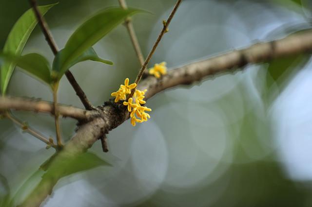 灵谷寺“金陵桂花王”桂花盛开 香气袭人