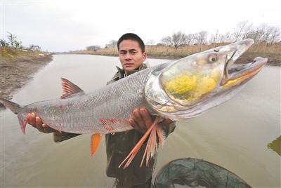 镇江捕获一条长江野生鳡鱼长约一米重达18斤_地方站_腾讯网