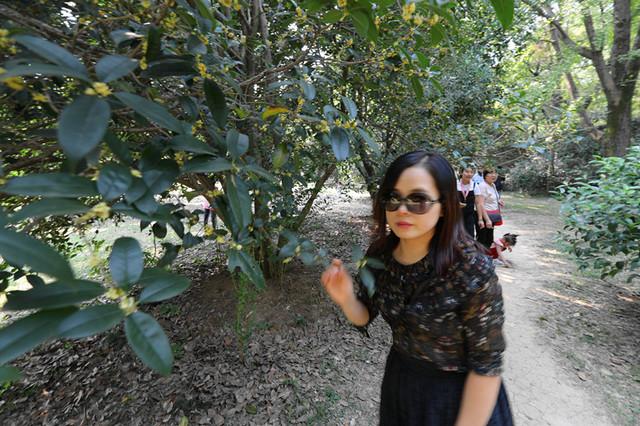 灵谷寺“金陵桂花王”桂花盛开 香气袭人