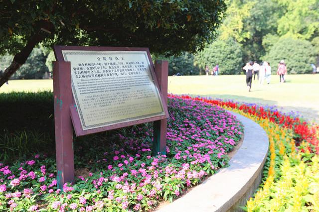 灵谷寺“金陵桂花王”桂花盛开 香气袭人