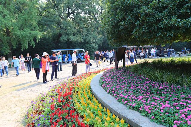 灵谷寺“金陵桂花王”桂花盛开 香气袭人