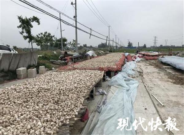 “蒜你狠”跌得狠 江苏一地试点给蒜价上保险