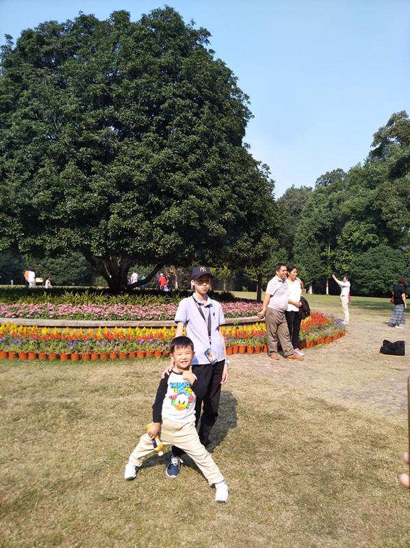 灵谷寺“金陵桂花王”桂花盛开 香气袭人