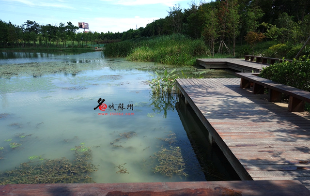 苏州最大城市湿地公园巨资改造 弃鱼塘改种水八仙