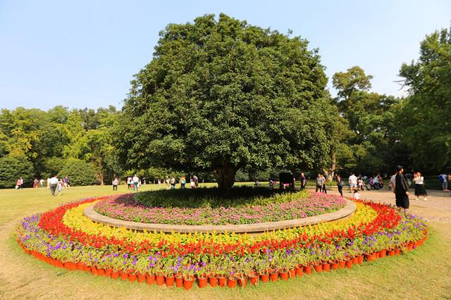 灵谷寺“金陵桂花王”桂花盛开 香气袭人