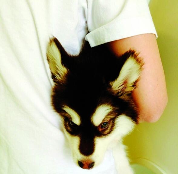 <em>王思聪</em>爱犬走红:狗链要爱马仕 不是斐泉水就塞