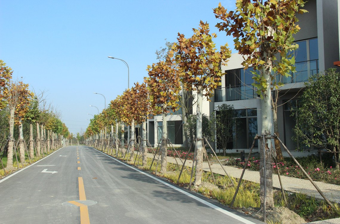 世合理想大地