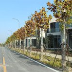 世合理想大地