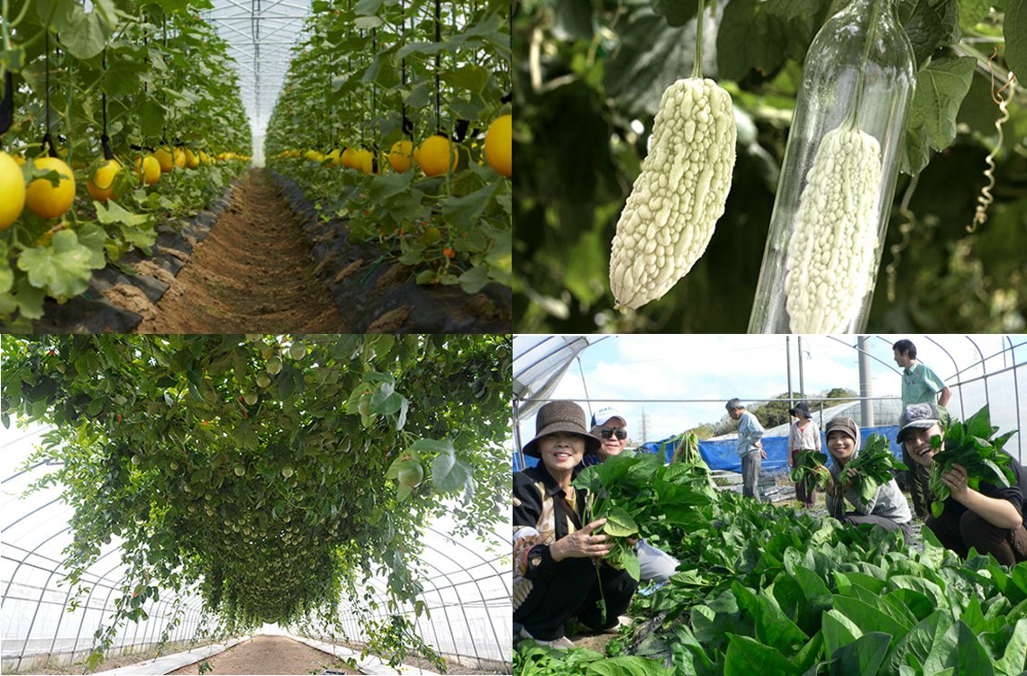 世合理想大地
