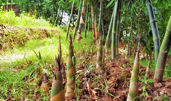 【玄元南山郡 】吃货福利 挖笋节期待您的到来_频道-金华_腾讯网